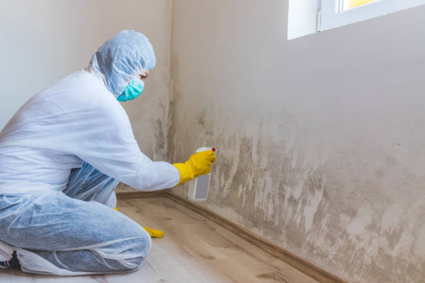 Professional mold removal team in Southlake